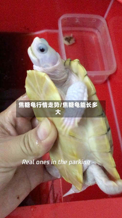 焦糖龟行情走势/焦糖龟能长多大