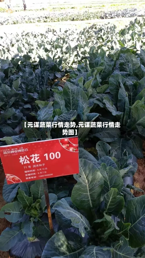 【元谋蔬菜行情走势,元谋蔬菜行情走势图】-第2张图片