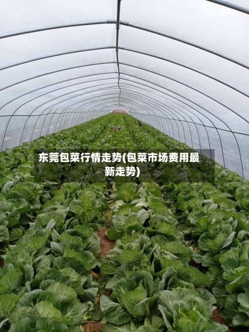 东莞包菜行情走势(包菜市场费用最新走势)