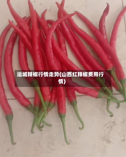 运城辣椒行情走势(山西红辣椒费用行情)