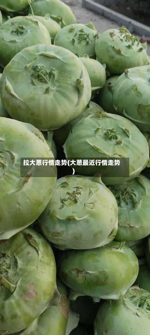 拉大葱行情走势(大葱最近行情走势)-第3张图片