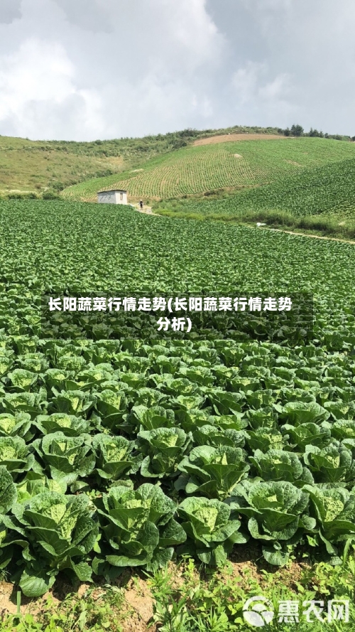长阳蔬菜行情走势(长阳蔬菜行情走势分析)
