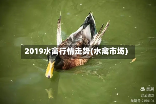 2019水禽行情走势(水禽市场)