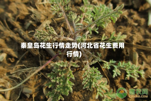 秦皇岛花生行情走势(河北省花生费用行情)