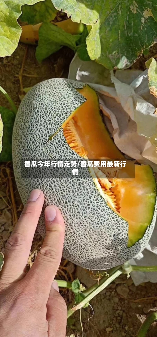 香瓜今年行情走势/香瓜费用最新行情-第3张图片
