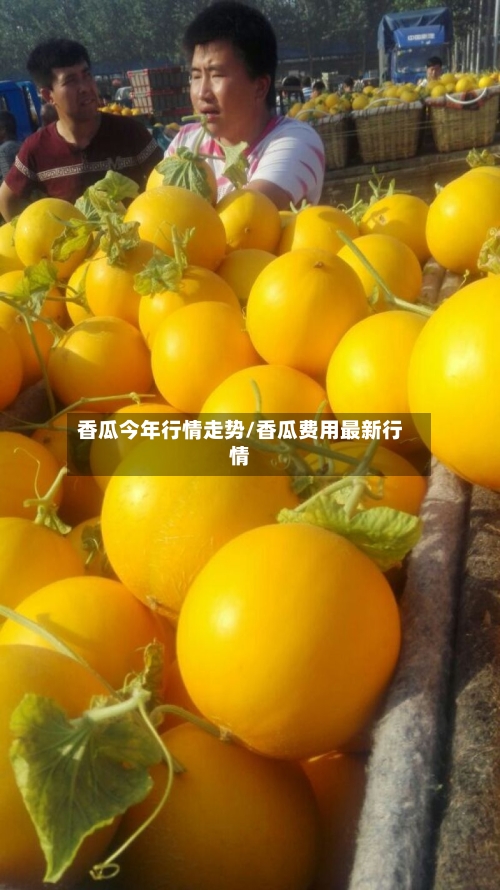 香瓜今年行情走势/香瓜费用最新行情-第2张图片