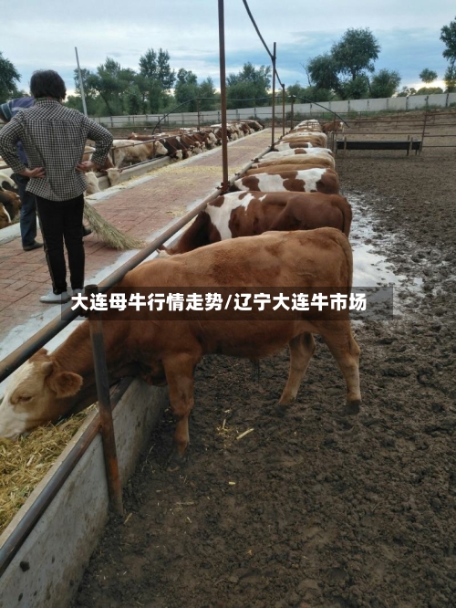 大连母牛行情走势/辽宁大连牛市场