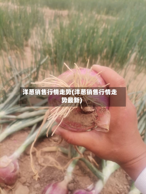 洋葱销售行情走势(洋葱销售行情走势最新)