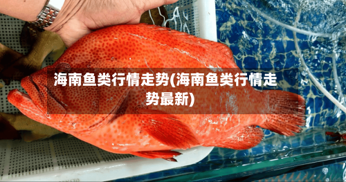 海南鱼类行情走势(海南鱼类行情走势最新)