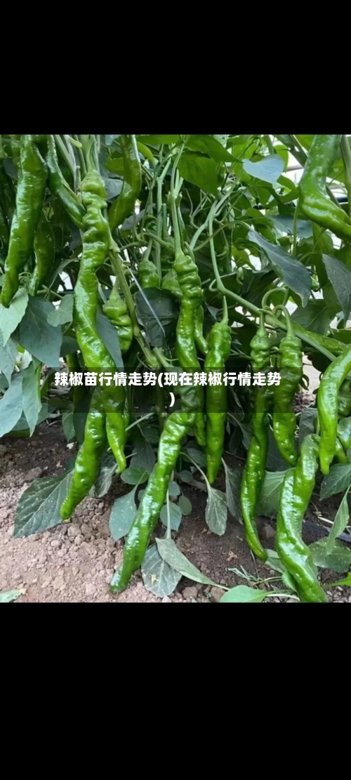 辣椒苗行情走势(现在辣椒行情走势)