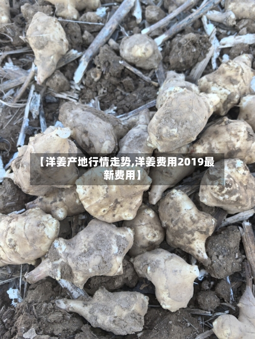 【洋姜产地行情走势,洋姜费用2019最新费用】-第2张图片
