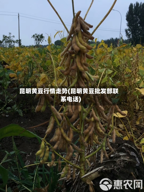 昆明黄豆行情走势(昆明黄豆批发部联系电话)-第3张图片