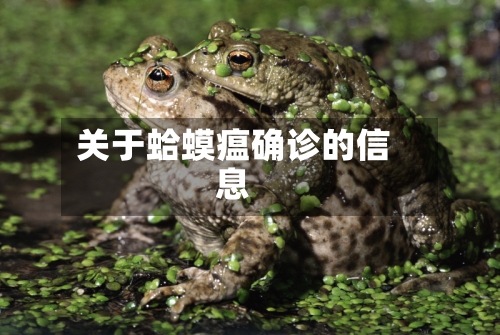 关于蛤蟆瘟确诊的信息-第2张图片