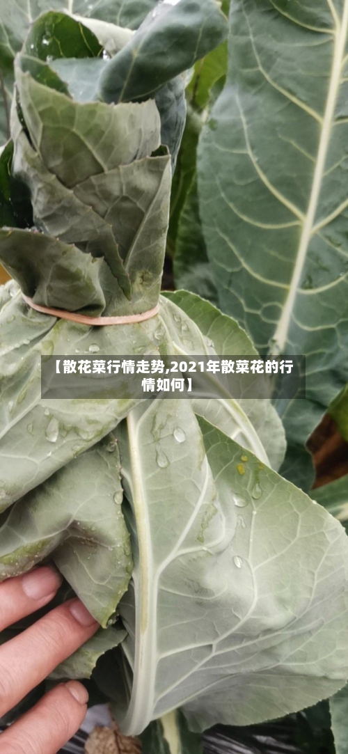 【散花菜行情走势,2021年散菜花的行情如何】-第2张图片