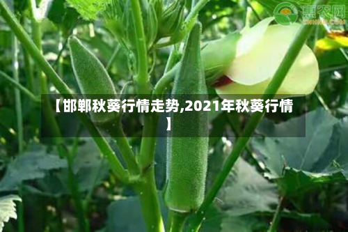 【邯郸秋葵行情走势,2021年秋葵行情】