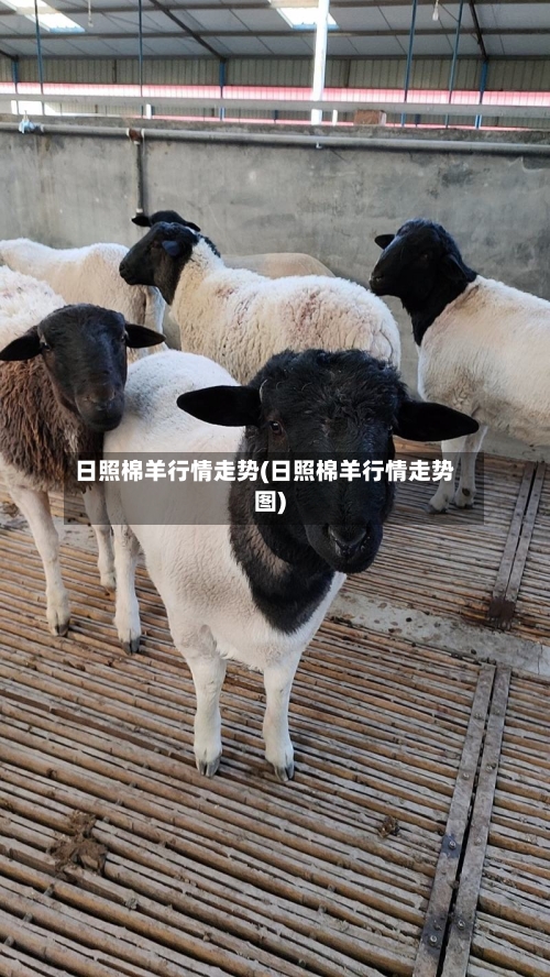 日照棉羊行情走势(日照棉羊行情走势图)-第3张图片
