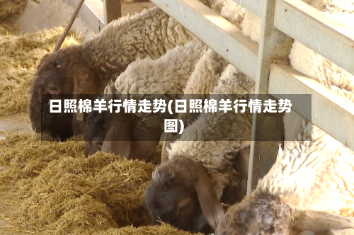 日照棉羊行情走势(日照棉羊行情走势图)