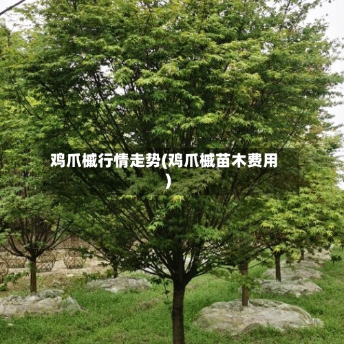 鸡爪槭行情走势(鸡爪槭苗木费用)