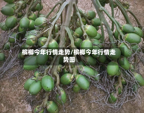 槟榔今年行情走势/槟榔今年行情走势图