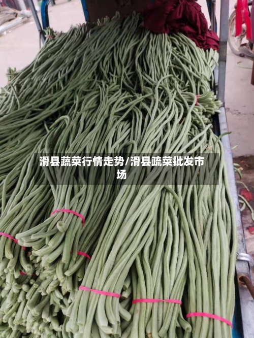 滑县蔬菜行情走势/滑县疏菜批发市场
