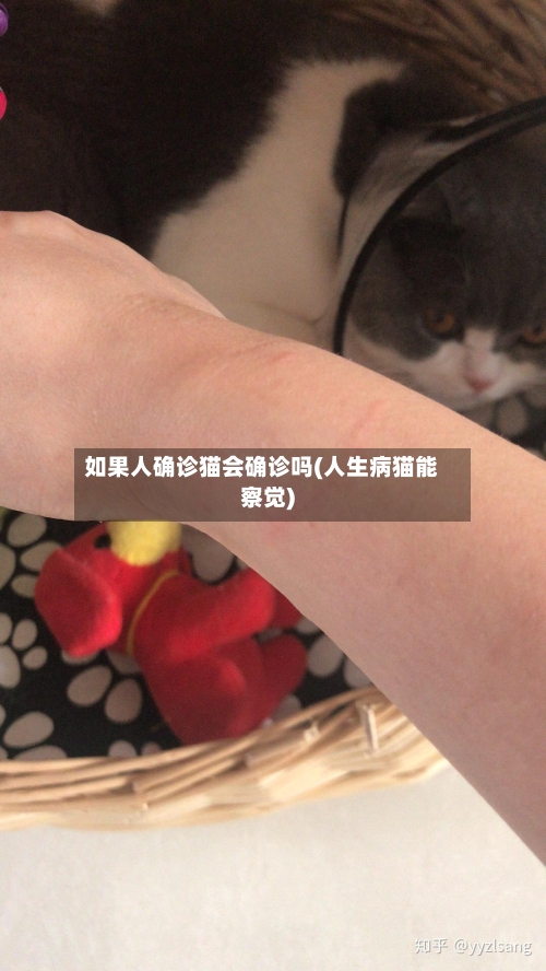 如果人确诊猫会确诊吗(人生病猫能察觉)