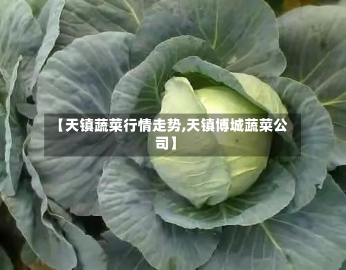 【天镇蔬菜行情走势,天镇博城蔬菜公司】