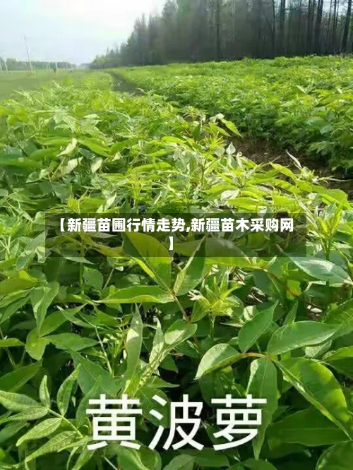 【新疆苗圃行情走势,新疆苗木采购网】