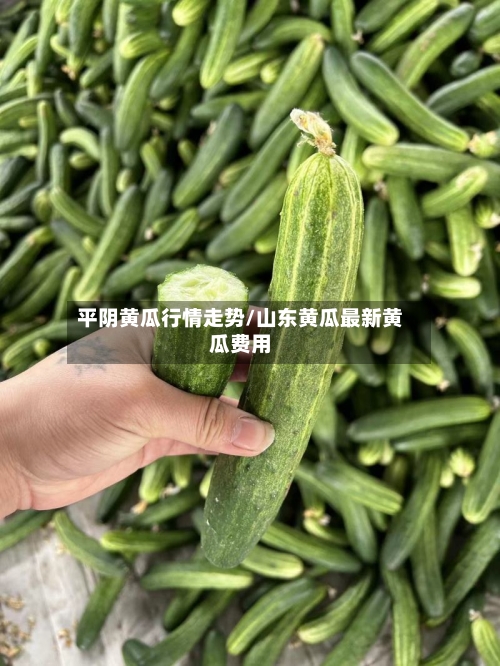 平阴黄瓜行情走势/山东黄瓜最新黄瓜费用