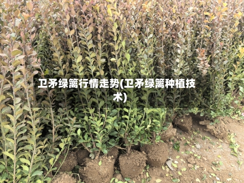 卫矛绿篱行情走势(卫矛绿篱种植技术)-第3张图片