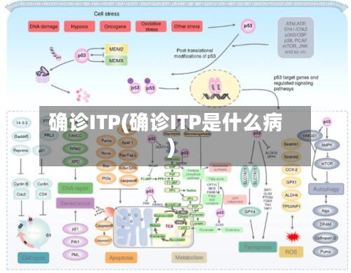 确诊ITP(确诊ITP是什么病)