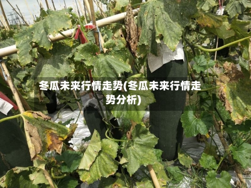 冬瓜未来行情走势(冬瓜未来行情走势分析)