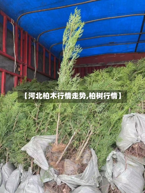 【河北柏木行情走势,柏树行情】