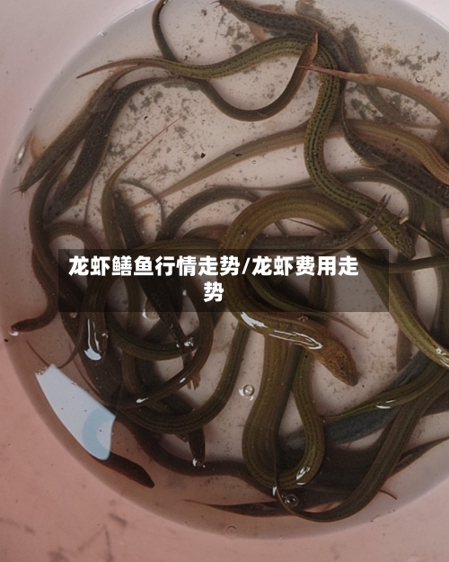 龙虾鳝鱼行情走势/龙虾费用走势-第2张图片