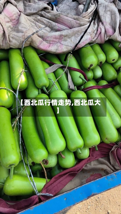 【西北瓜行情走势,西北瓜大】