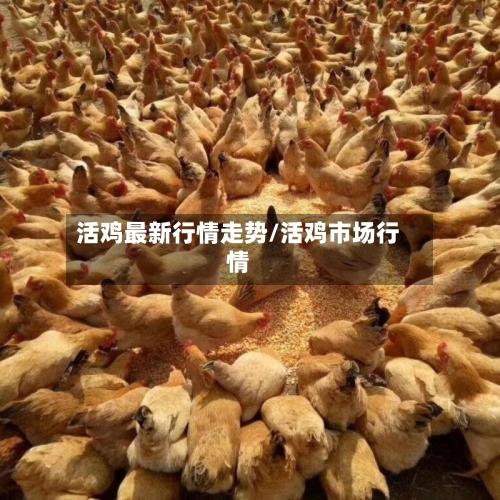 活鸡最新行情走势/活鸡市场行情