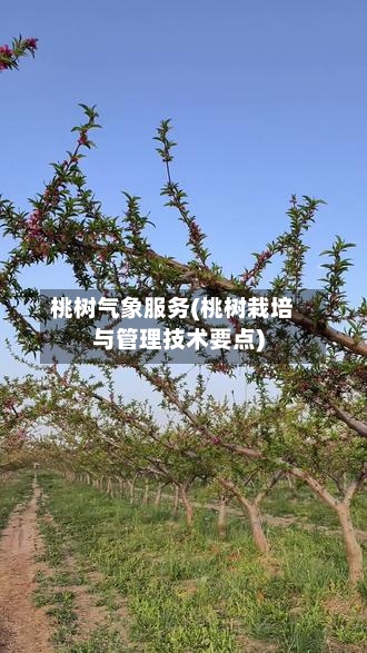 桃树气象服务(桃树栽培与管理技术要点)-第2张图片