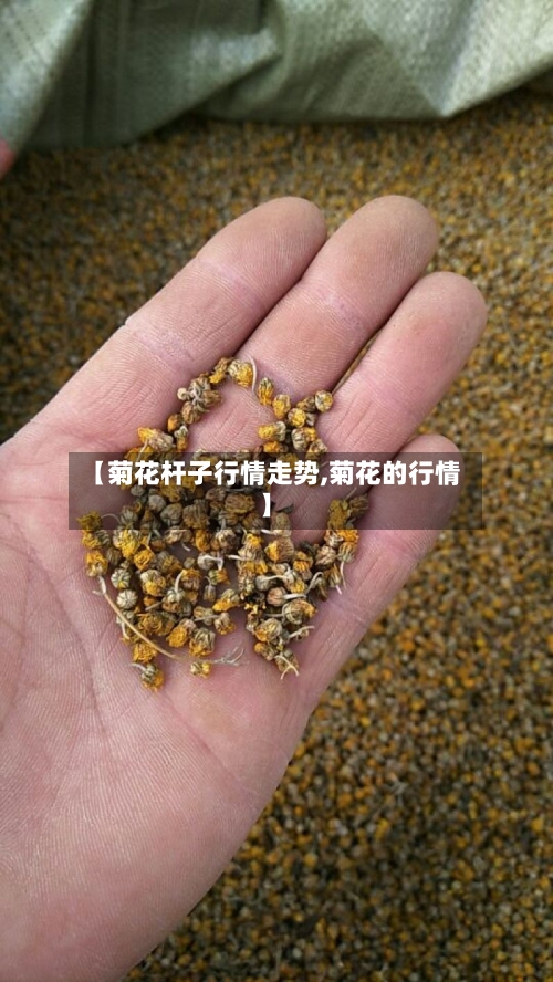 【菊花杆子行情走势,菊花的行情】