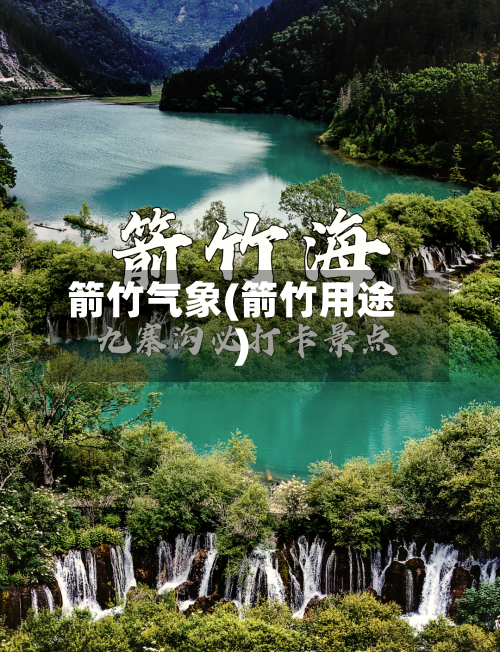 箭竹气象(箭竹用途)-第2张图片