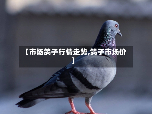 【市场鸽子行情走势,鸽子市场价】