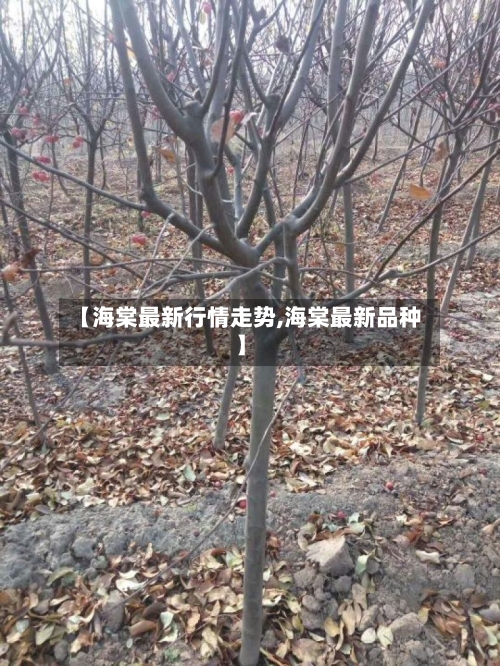 【海棠最新行情走势,海棠最新品种】