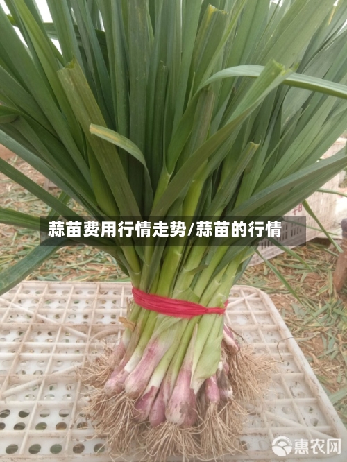 蒜苗费用行情走势/蒜苗的行情-第2张图片