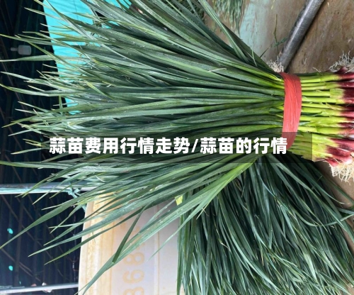 蒜苗费用行情走势/蒜苗的行情-第3张图片