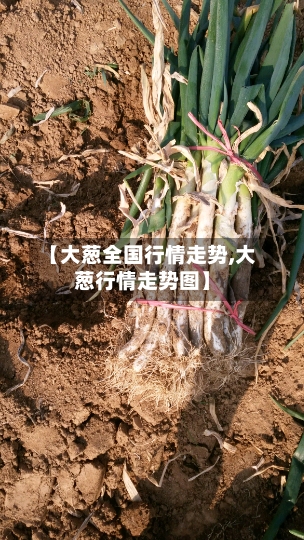 【大葱全国行情走势,大葱行情走势图】