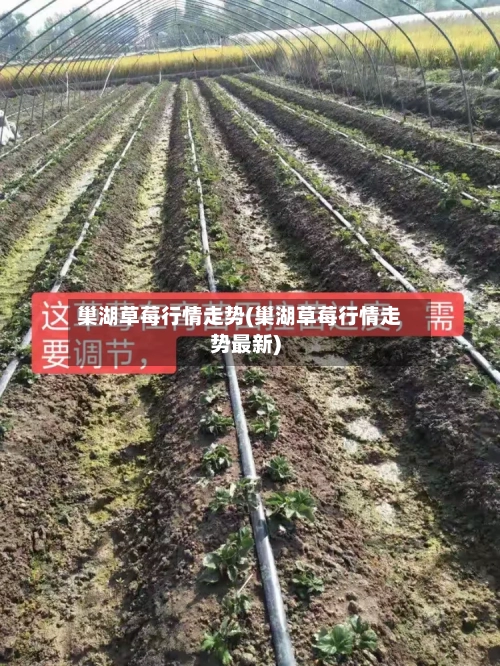 巢湖草莓行情走势(巢湖草莓行情走势最新)