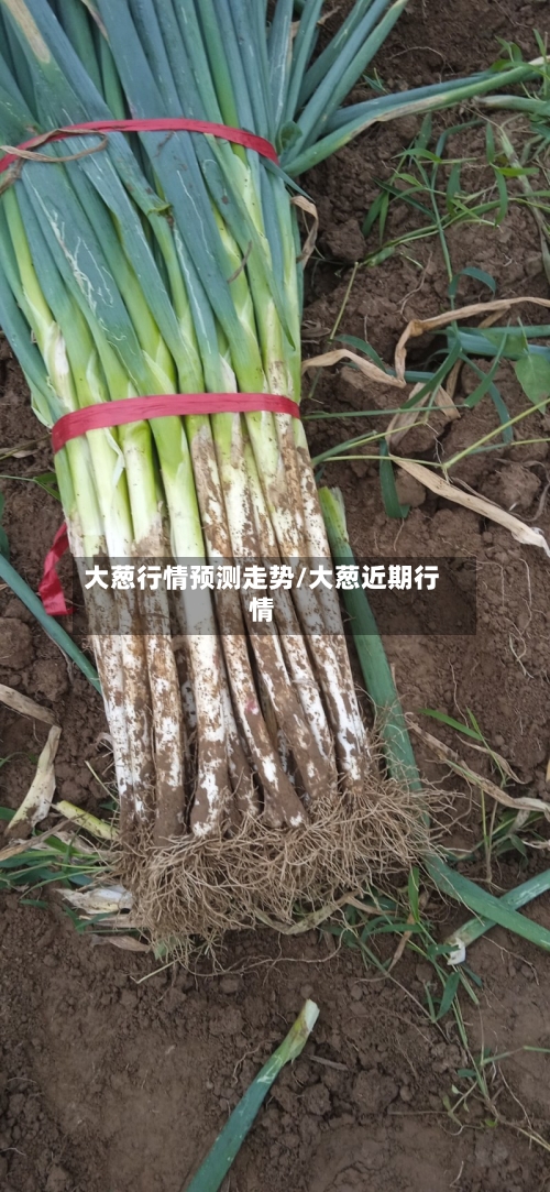 大葱行情预测走势/大葱近期行情-第2张图片