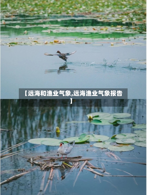 【远海和渔业气象,远海渔业气象报告】